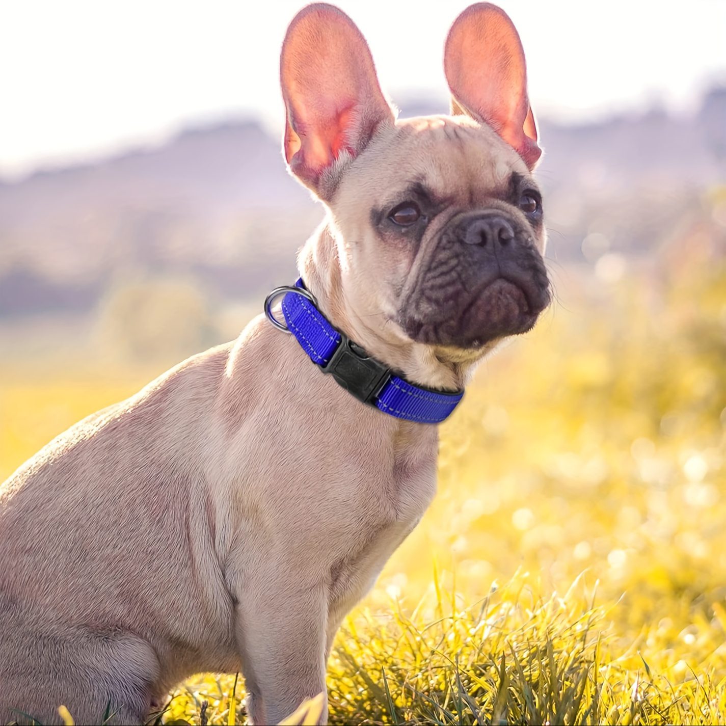 [Medium to Large Adjustable Collar] Reflective Neoprene Dog Collar with Comfort Padding - Adjustable, Elastic Fit for Medium to Large Breeds - Ideal for Training & Walking