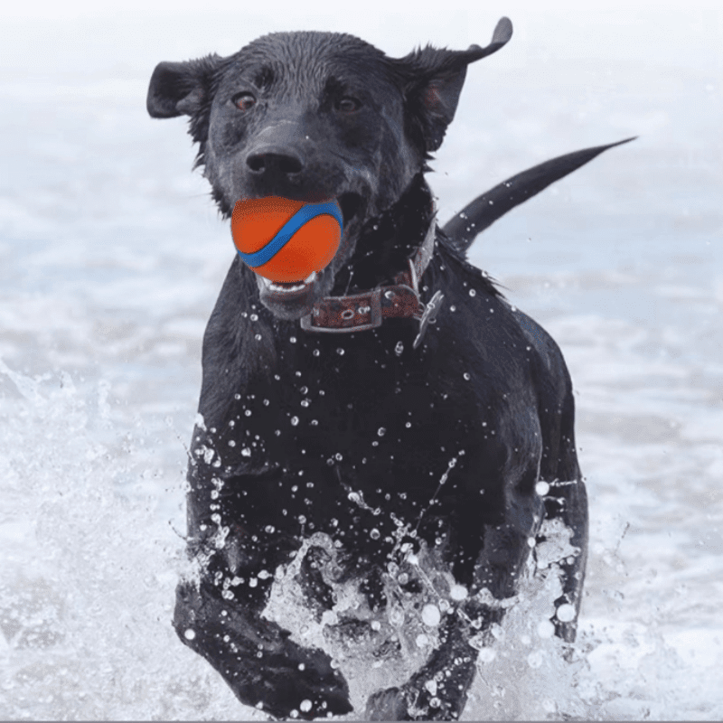 Bouncy Dog Ball - Teeth-Cleaning, Water-Friendly for Training & Play, Vibrant Orange & Blue - Ideal for Medium Breeds
