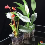 1PC Hydroponic Planting Cup Household Water Grass Planting Cup Wall Mounted High Transparent Fish Tank Landscape Decoration - Image 3