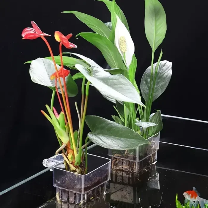 kf-Se15143036f2e452d97d06fb072944c44j 1PC Hydroponic Planting Cup Household Water Grass Planting Cup Wall Mounted High Transparent Fish Tank Landscape Decoration - Image 3