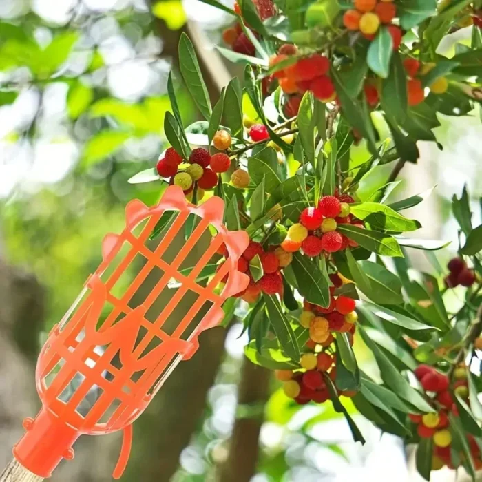 kf-Sa6fc24f163be4f8c8317f841174f7a31B 1PC High-Altitude Fruit Picker, Plastic Garden Harvesting Tool for Loquat, Bayberry, Peach, Plum & Jujube - Image 6
