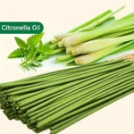 45 Min Burn Citronella Incense Sticks Lemongrass Scent Air Purifying for Camping Patio Holiday Decor Halloween Christmas Easter - Image 6