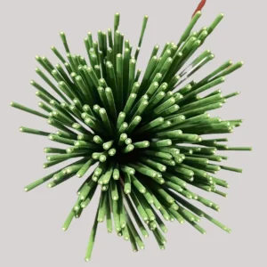 45 Min Burn Citronella Incense Sticks Lemongrass Scent Air Purifying for Camping Patio Holiday Decor Halloween Christmas Easter