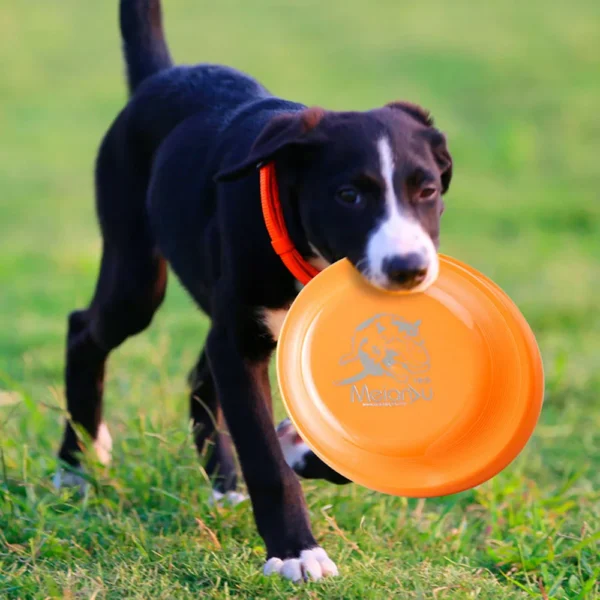 Dog Training Disc - Durable Pet for Puppy & Adult Dog Training, Lightweight Easy-Catch Dog Training Toy, Essential Pet Supplies - Image 4