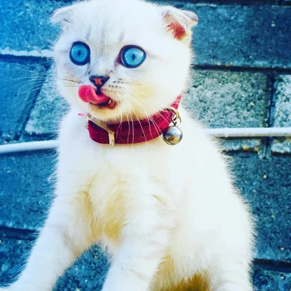 8 Colors Adjustable with Soft Velvet Material Pet Product Small Dog Collar Heart Charm and Bell Cat Collar Safety Elastic - Image 2