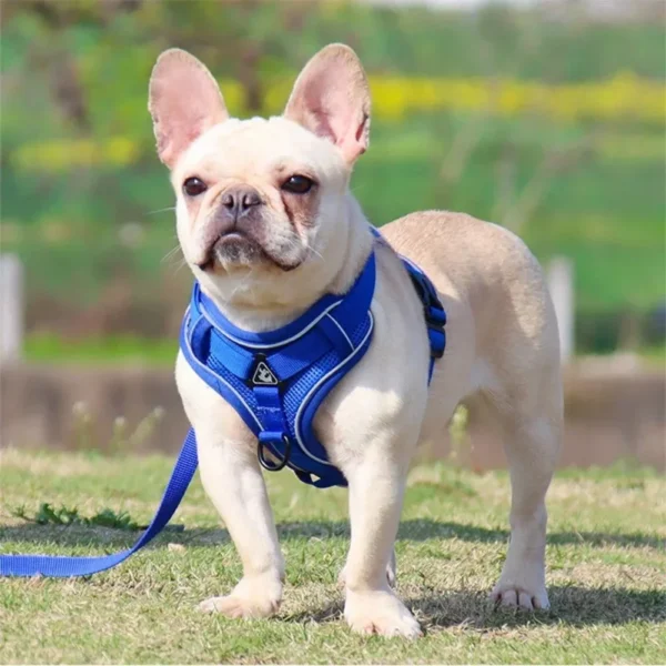 No Pull Dog Harness and Leash Set Adjustable Pet Harness Vest for Small Dogs Cats Reflective Dog Chest Strap Lead Walking - Image 6