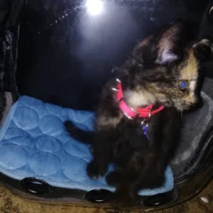 Cat Pet Carrier Backpack Transparent Capsule Bubble Pet Backpack Small Animal Puppy Kitty Bird Breathable Pet Carrier for Travel