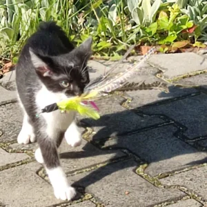 11pcs Replacement Cat Feather Toy Set Feather Replacement Head Retractable Cat Stick Cat Products