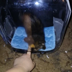 Cat Pet Carrier Backpack Transparent Capsule Bubble Pet Backpack Small Animal Puppy Kitty Bird Breathable Pet Carrier for Travel