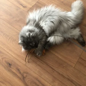 Upgraded Epoxy Sucker Steel Wire Long Rod Feather Cat Teasing Stick Cat Self Hi No Harmful Ingredients
