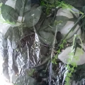 1Pcs 2.2M Artificial White Flower Fake Hanging Fake Vine Plants Leaves Artificials Garland Flowers Wedding Decoration