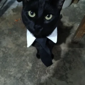 Pet Dog Cat Formal Necktie Tuxedo Bow Tie Black and Red Collar for Dog & Cat Pet Accessories for Wedding Holiday and Party Gift