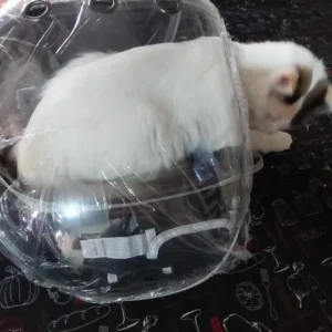 Cat Pet Carrier Backpack Transparent Capsule Bubble Pet Backpack Small Animal Puppy Kitty Bird Breathable Pet Carrier for Travel