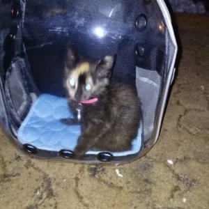 Cat Pet Carrier Backpack Transparent Capsule Bubble Pet Backpack Small Animal Puppy Kitty Bird Breathable Pet Carrier for Travel
