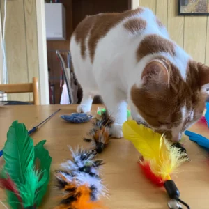 11pcs Replacement Cat Feather Toy Set Feather Replacement Head Retractable Cat Stick Cat Products