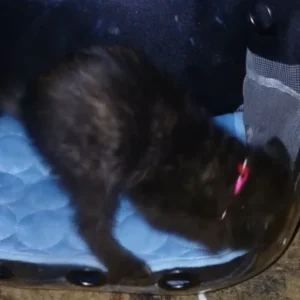Cat Pet Carrier Backpack Transparent Capsule Bubble Pet Backpack Small Animal Puppy Kitty Bird Breathable Pet Carrier for Travel
