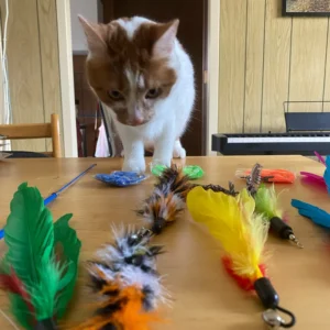11pcs Replacement Cat Feather Toy Set Feather Replacement Head Retractable Cat Stick Cat Products