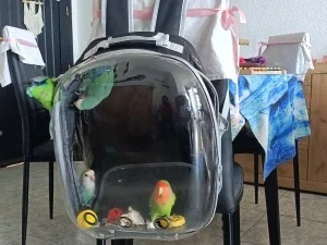 Cat Pet Carrier Backpack Transparent Capsule Bubble Pet Backpack Small Animal Puppy Kitty Bird Breathable Pet Carrier for Travel