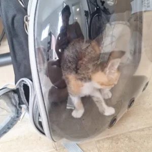 Cat Pet Carrier Backpack Transparent Capsule Bubble Pet Backpack Small Animal Puppy Kitty Bird Breathable Pet Carrier for Travel